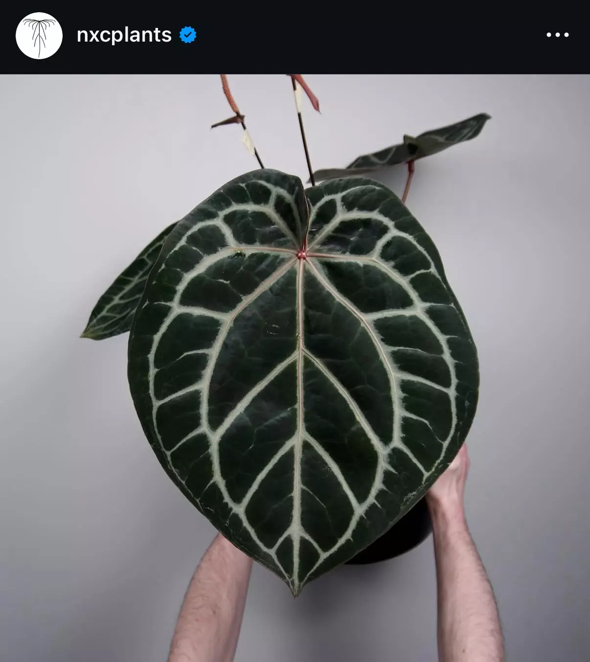 plant/(#1266) Anthurium “Hobgoblin” x “Wonderboy A” self made by @nxcplants-2