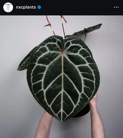 plant/(#1266) Anthurium “Hobgoblin” x “Wonderboy A” self made by @nxcplants-2-thumbnail