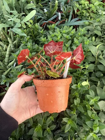 plant/Harmony’s Stella Begonia 4” pot Growers Choice-7-thumbnail