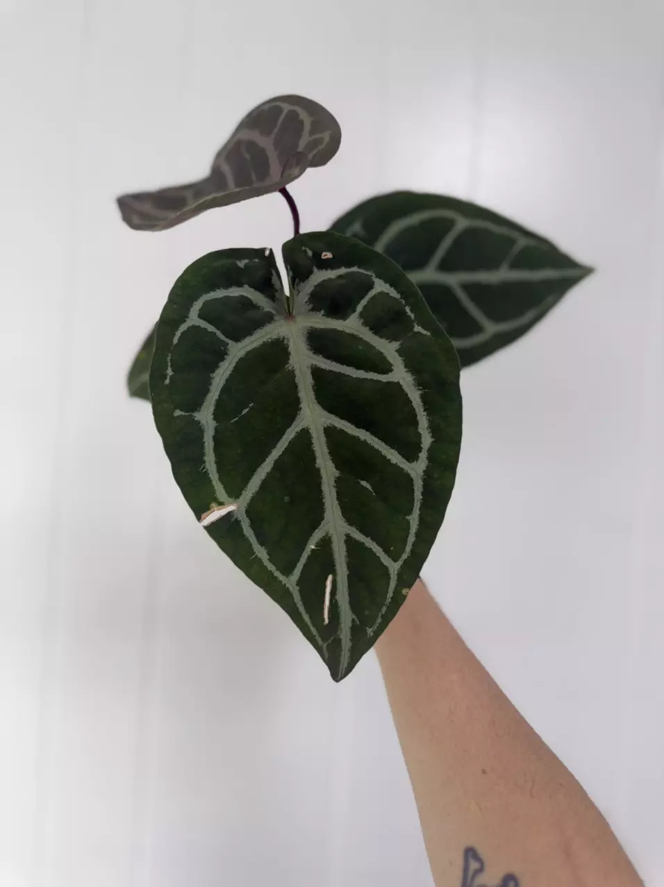 plant/Anthurium Red Crystallinum X SKG Silver-1