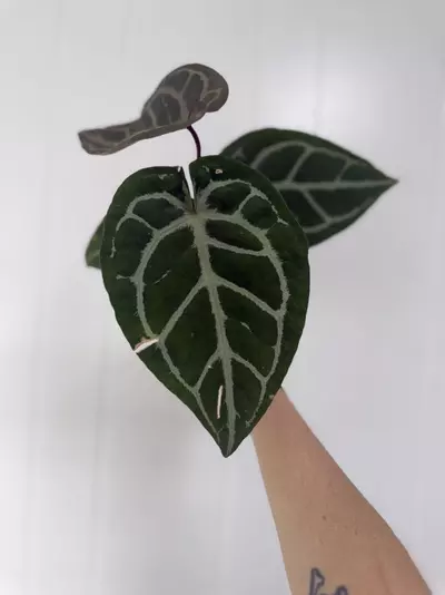 plant/Anthurium Red Crystallinum X SKG Silver-1-thumbnail