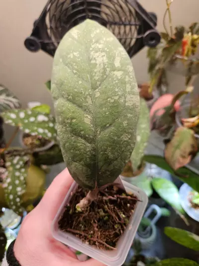 plant/Aceh meredithi splash-0-thumbnail