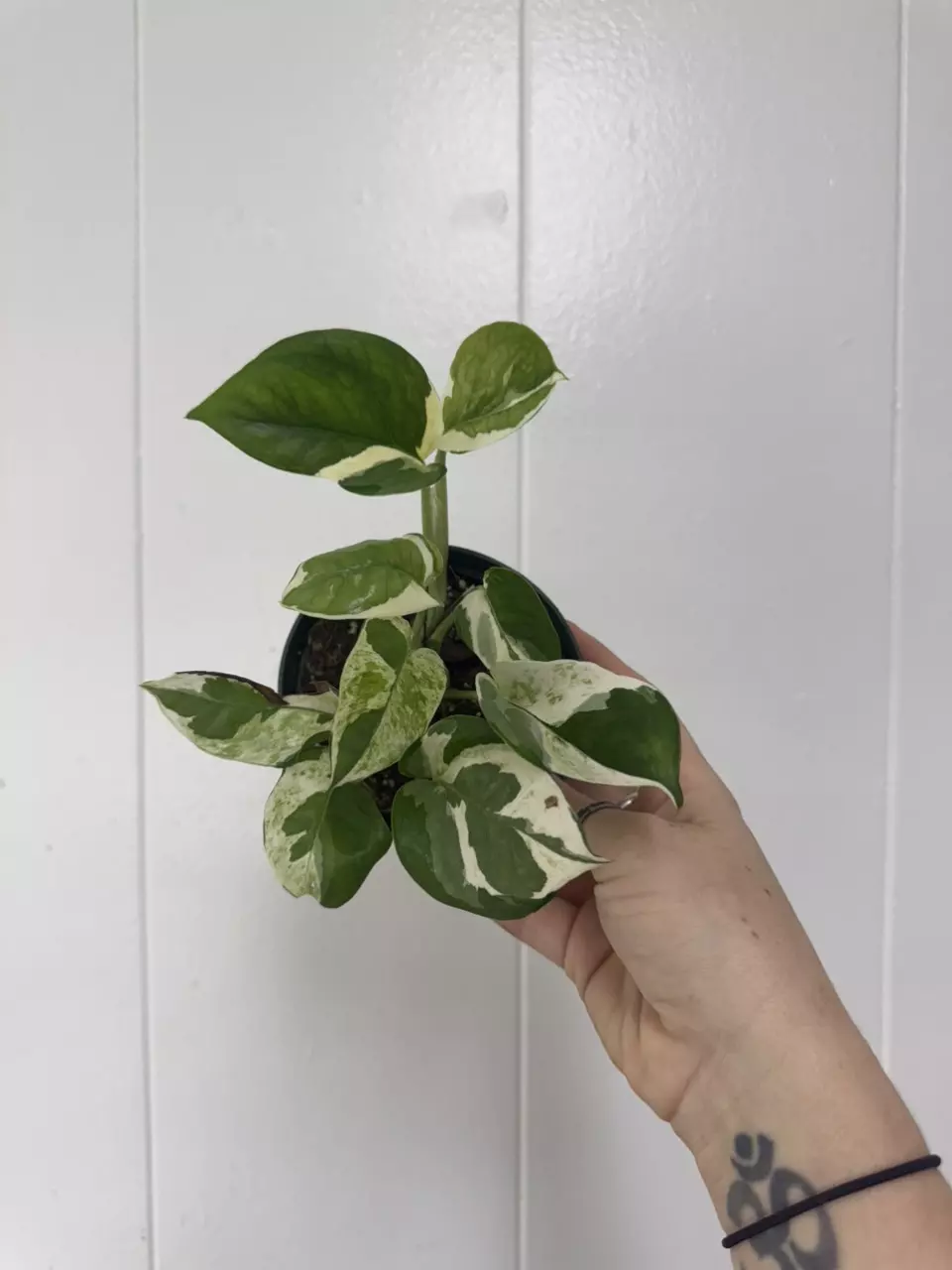 plant/Glacier Pothos-0