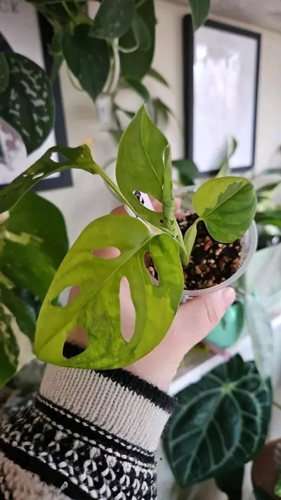 plant/Syngonium mottled mint aurea-0-thumbnail