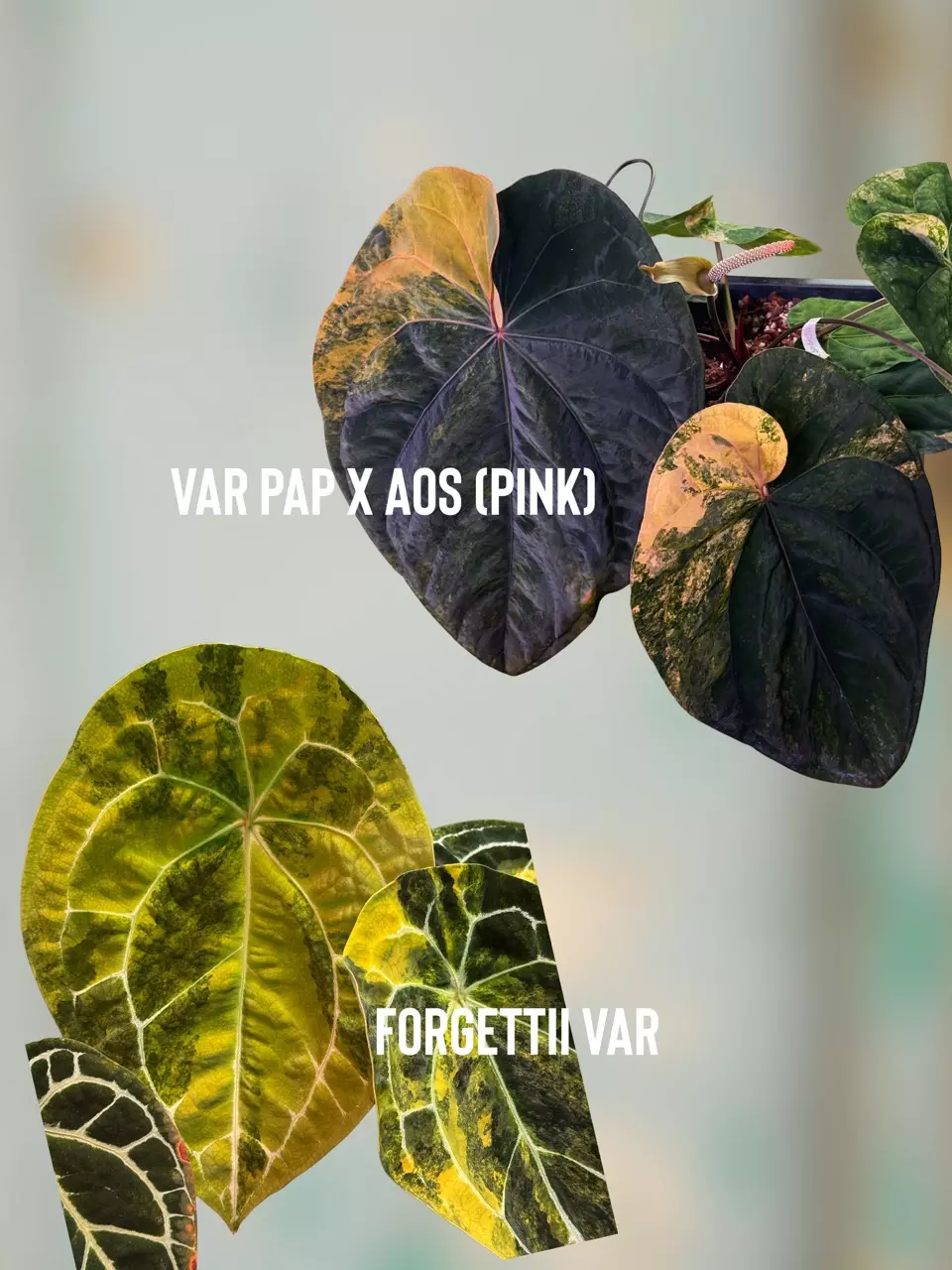 plant/2026 variegated seed pre-release-0