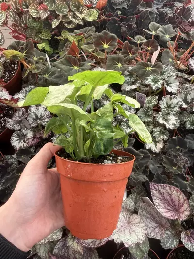 plant/Syngonium Roxana 4” Pot Growers Choice-4-thumbnail