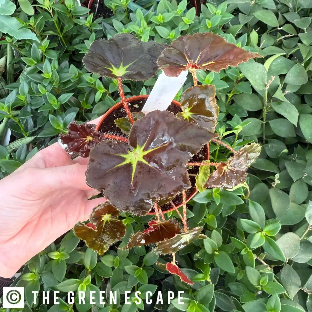 plant/Harmony’s Stella Begonia 4” pot Growers Choice-0