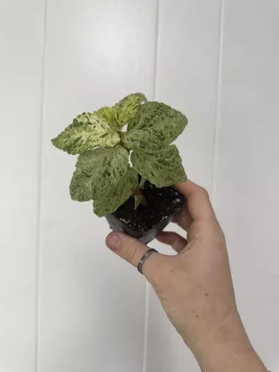 plant/Begonia Peppermint Variegated-0-thumbnail
