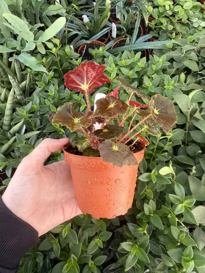 plant/Harmony’s Stella Begonia 4” pot Growers Choice-5-thumbnail
