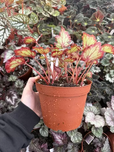 plant/Harmonys Reign of fire begonia 6” Pot Growers Choice-6-thumbnail