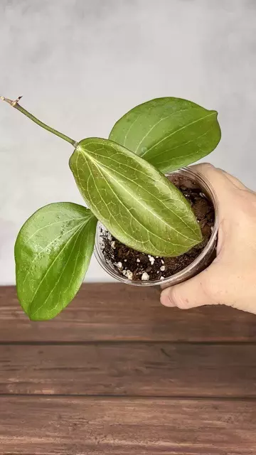 plant/Hoya Marginata iml 1727-0