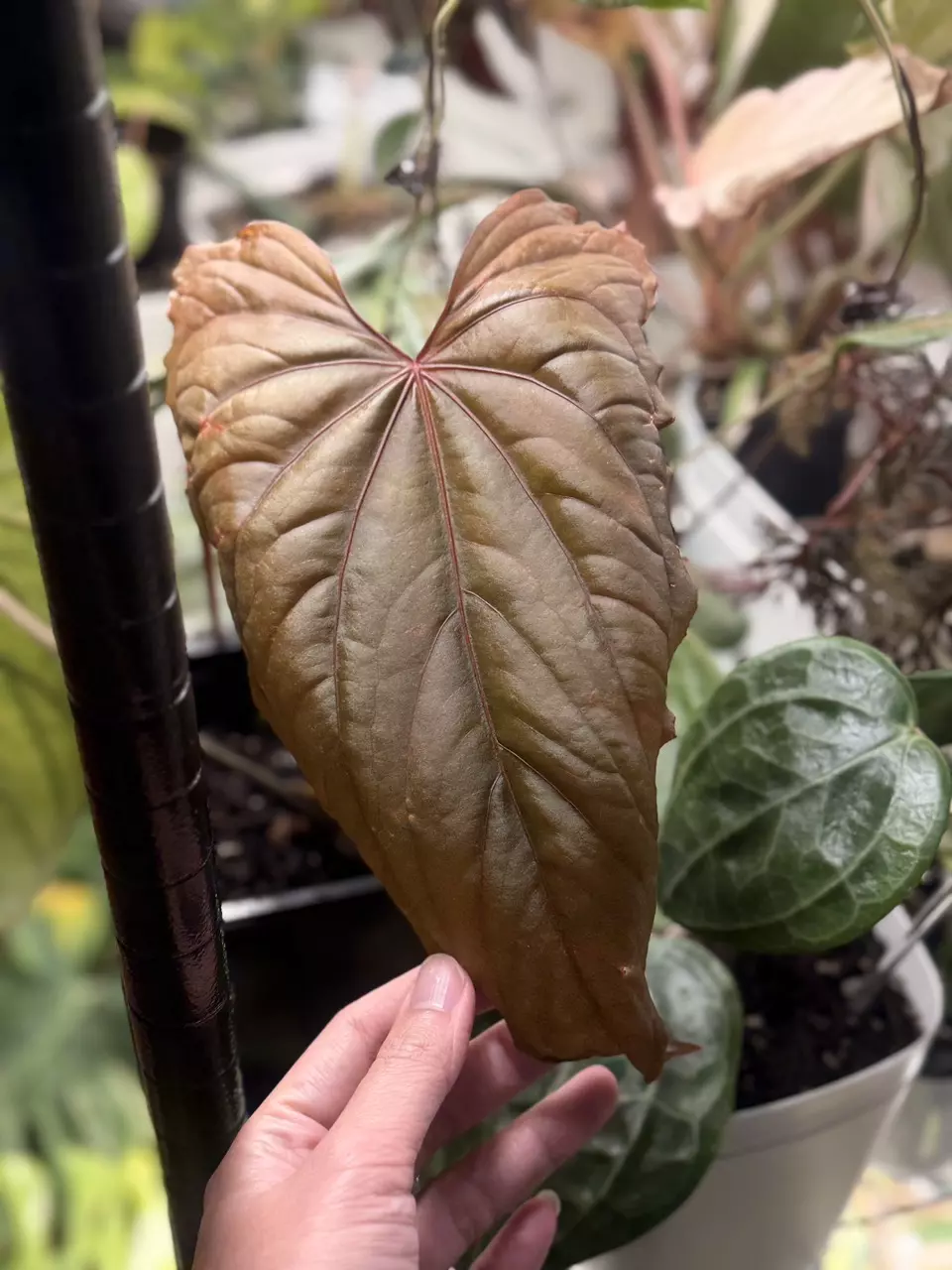 plant/Anthurium Circus Peanuts flowering size-0