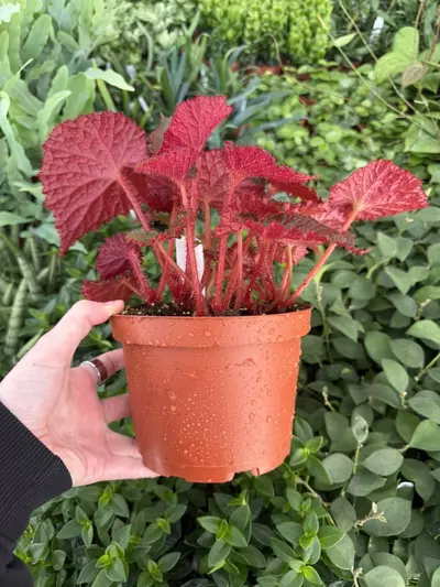 plant/Harmony’s Midnight Magic 6” Pot Growers Choice-2-thumbnail