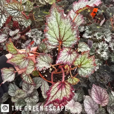 plant/Harmonys Reign of fire begonia 6” Pot Growers Choice-0-thumbnail