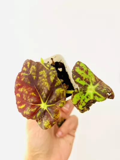 plant/Begonia Rajah Plant-0-thumbnail