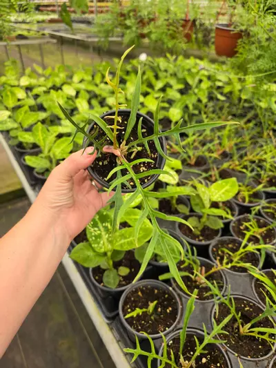 plant/4in Philodendron tortum GC-0-thumbnail