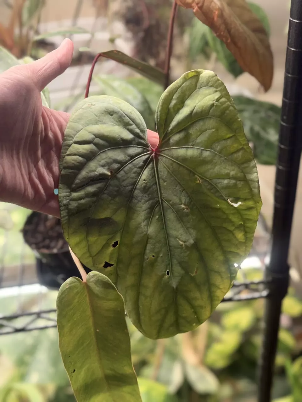 plant/Anthurium Circus Peanuts flowering size-1