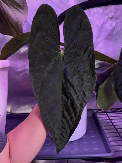 plant/(#1269) Anthurium papillilaminum “Voldemort” self-2-thumbnail