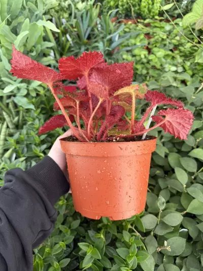 plant/Harmony’s Midnight Magic 6” Pot Growers Choice-5-thumbnail