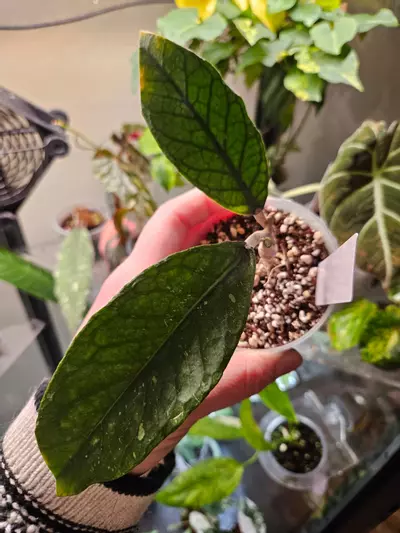 plant/Aceh Lost Label-0-thumbnail