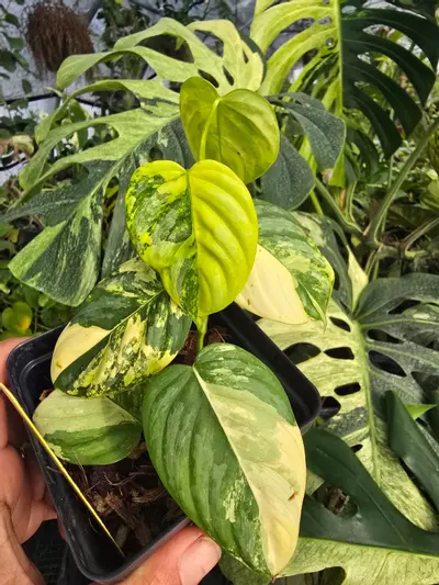 plant/P. Brandinum Variegated-0-thumbnail