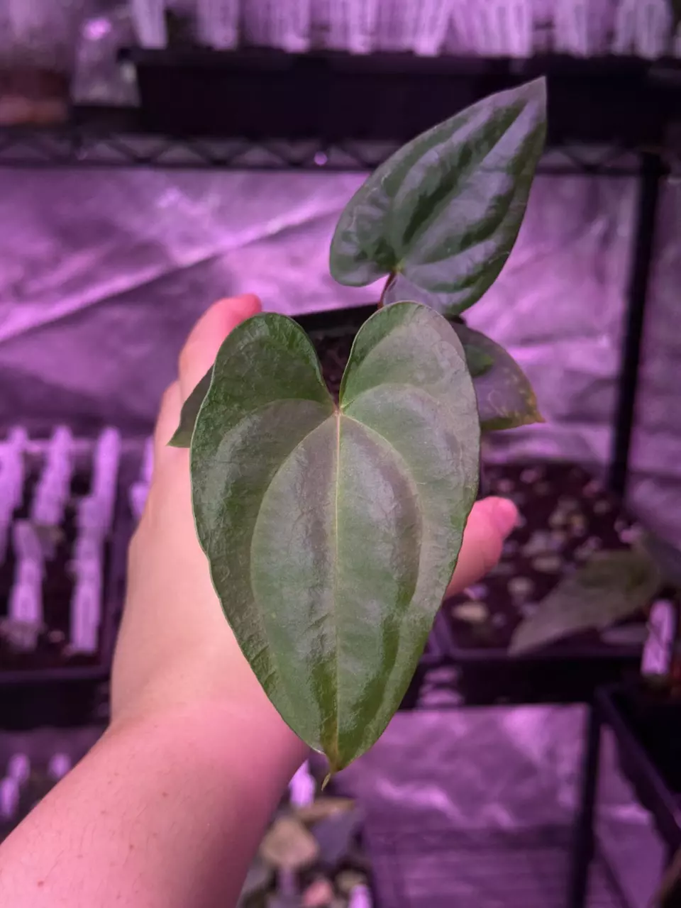 plant/(#1269) Anthurium papillilaminum “Voldemort” self-0