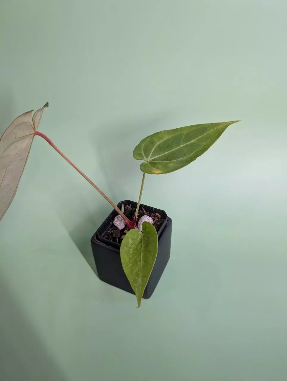 plant/Magnificum silver x Red Gunsal (WhisperRockTropicals)-1