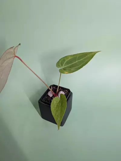 plant/Magnificum silver x Red Gunsal (WhisperRockTropicals)-1-thumbnail