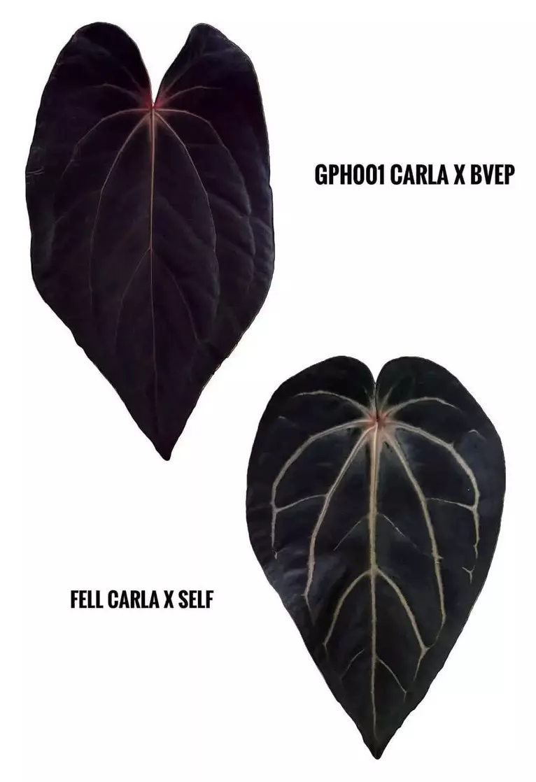 plant/(#1268) Anthurium (carlablackiae x BVEP) x carlablackiae s1 by @jungledeluxe-2