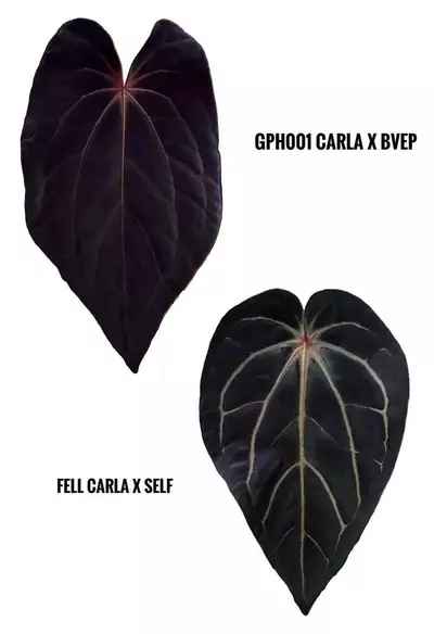 plant/(#1268) Anthurium (carlablackiae x BVEP) x carlablackiae s1 by @jungledeluxe-2-thumbnail