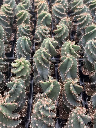 plant/Cereus forbesii spiralis | Spiral Cactus | 2.5” Pot-2-thumbnail