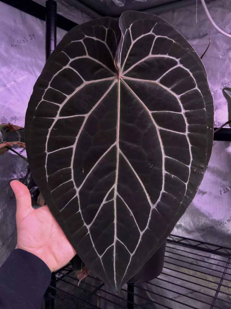 plant/(#1274) Anthurium gx. “World Wide Web”-2