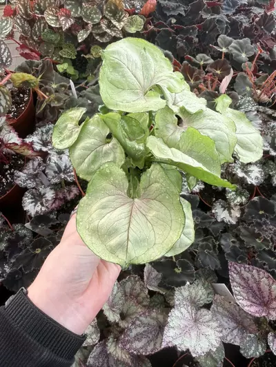 plant/Syngonium Roxana 4” Pot Growers Choice-5-thumbnail