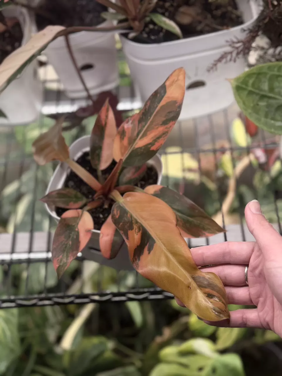 plant/Philodendron Imperial Red variegated-1