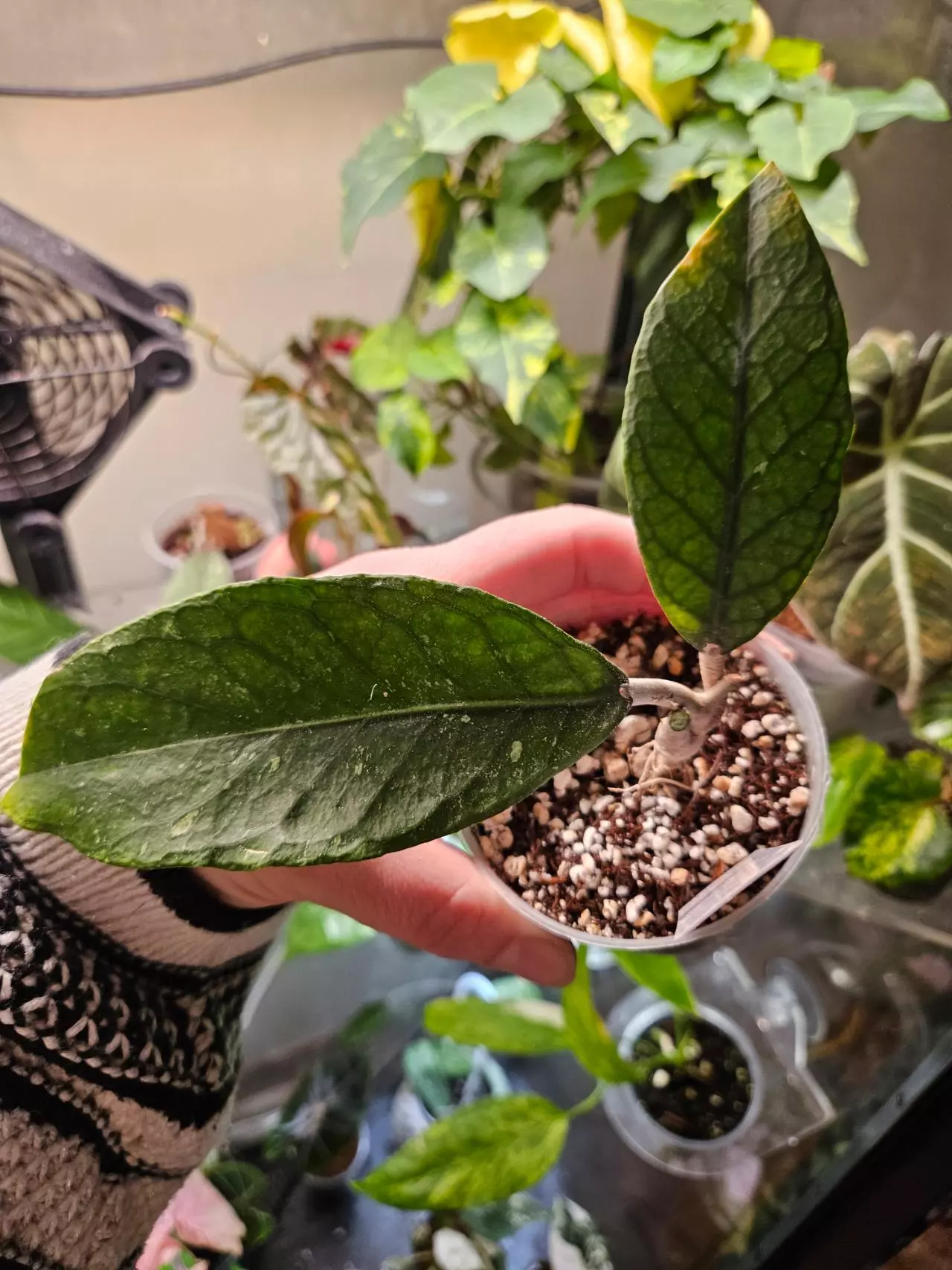 plant/Aceh Lost Label-1