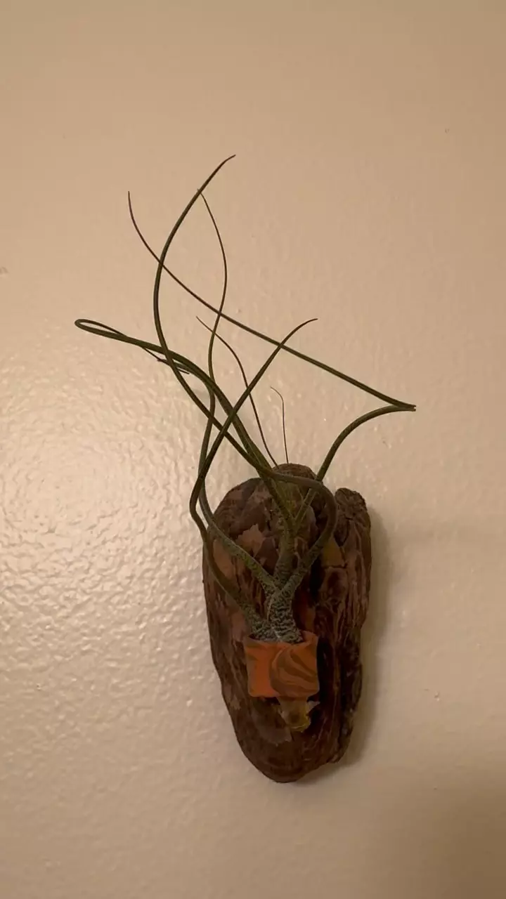 plant/Air Plant Driftwood Display with Clay Ring Mount #24-0