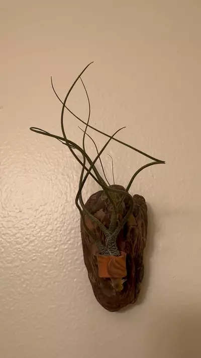 plant/Air Plant Driftwood Display with Clay Ring Mount #24-0-thumbnail