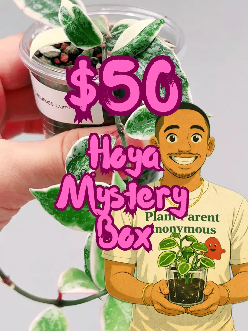 plant/🎁$50 Hoya Mystery Box🎁-0
