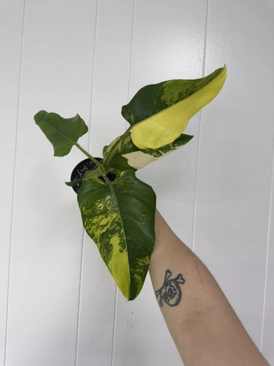 plant/Philodendron Domesticum Variegated-0