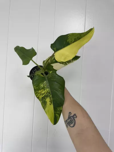 plant/Philodendron Domesticum Variegated-0-thumbnail