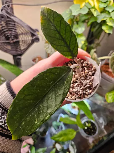 plant/Aceh Lost Label-2-thumbnail