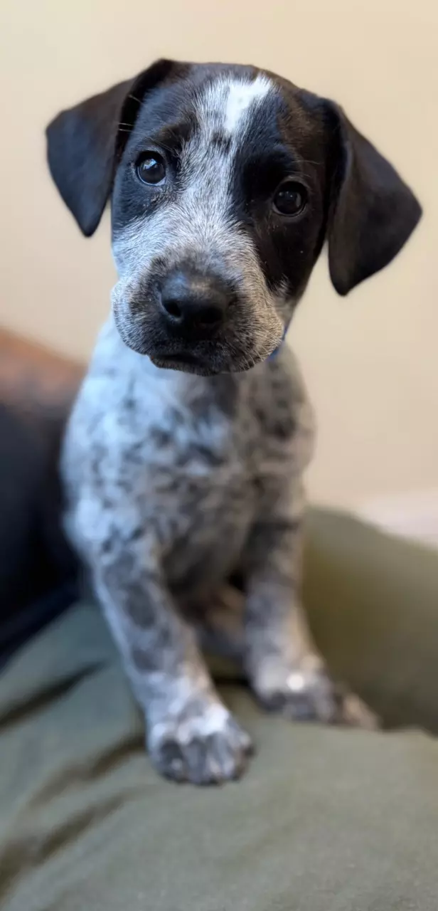 plant/Good bugs 20 sachets-0