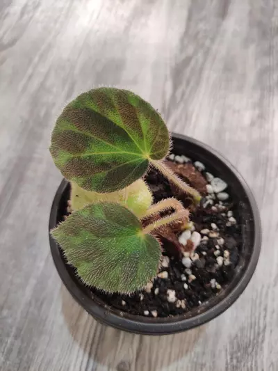 plant/Begonia U693-1-thumbnail