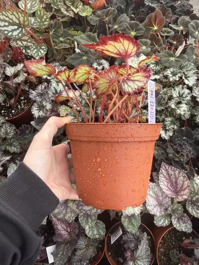 plant/Harmonys Reign of fire begonia 6” Pot Growers Choice-1-thumbnail