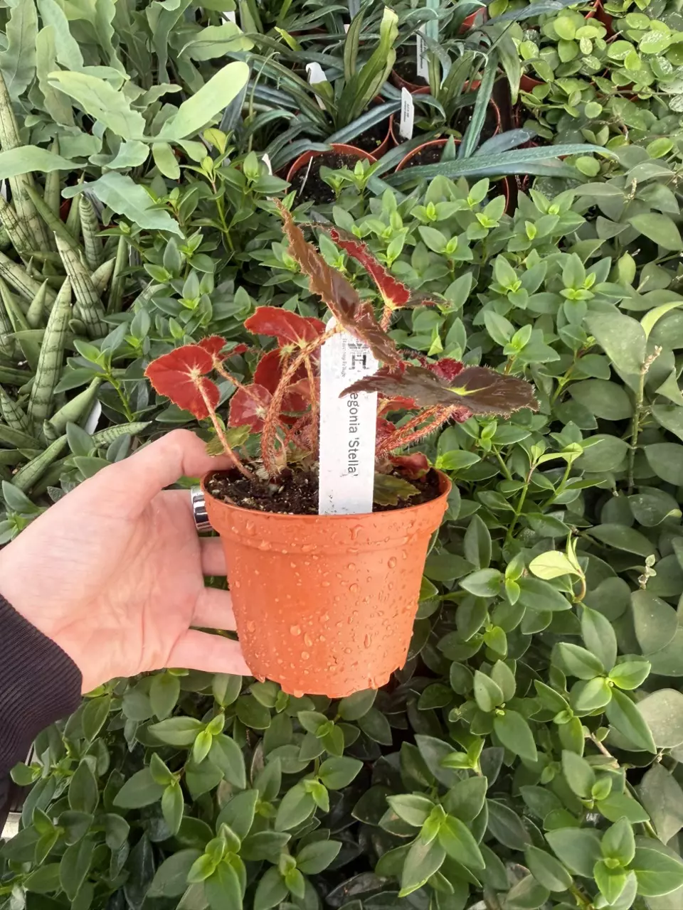 plant/Harmony’s Stella Begonia 4” pot Growers Choice-1