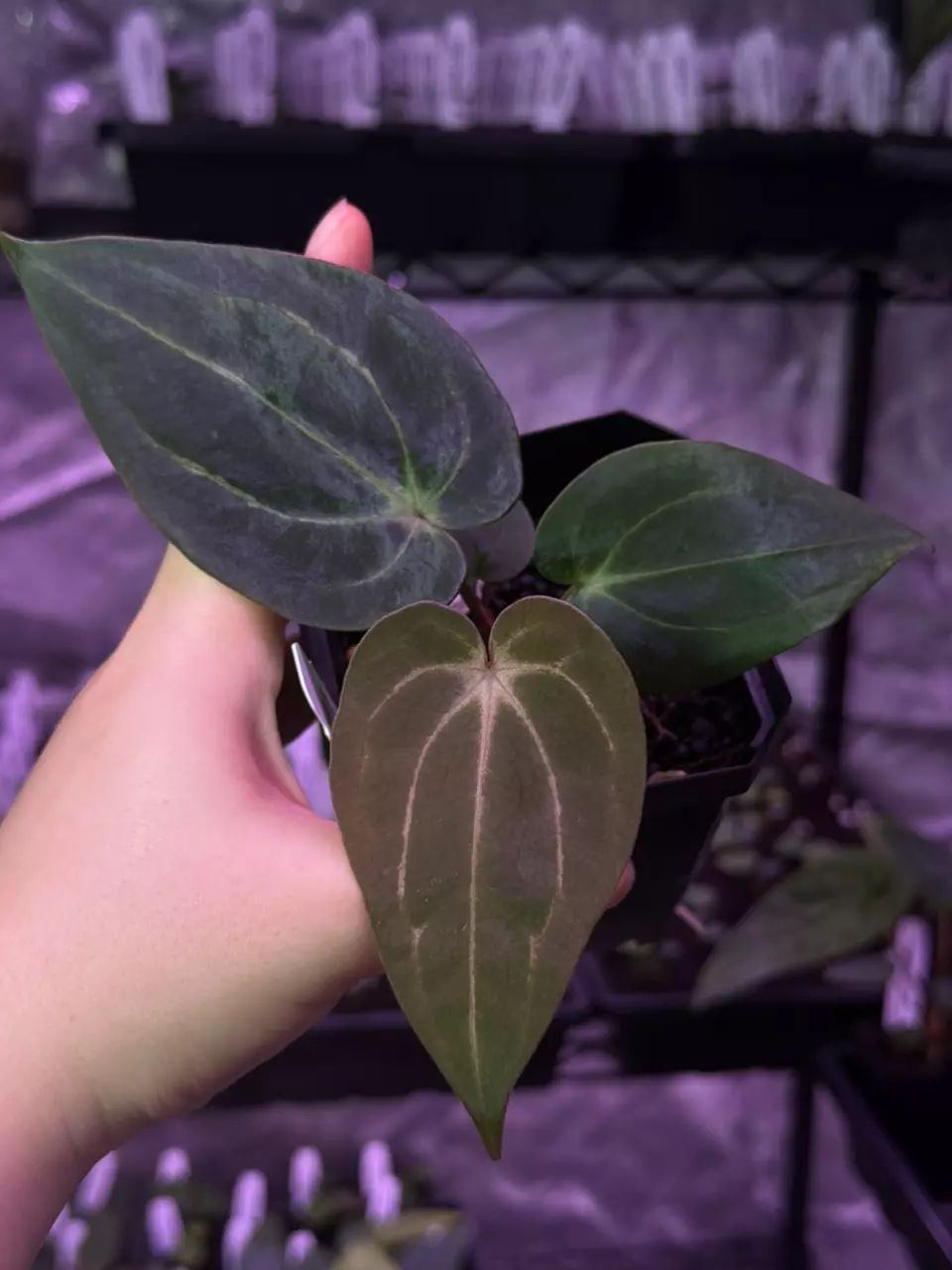 plant/(#1268) Anthurium (carlablackiae x BVEP) x carlablackiae s1 by @jungledeluxe-1