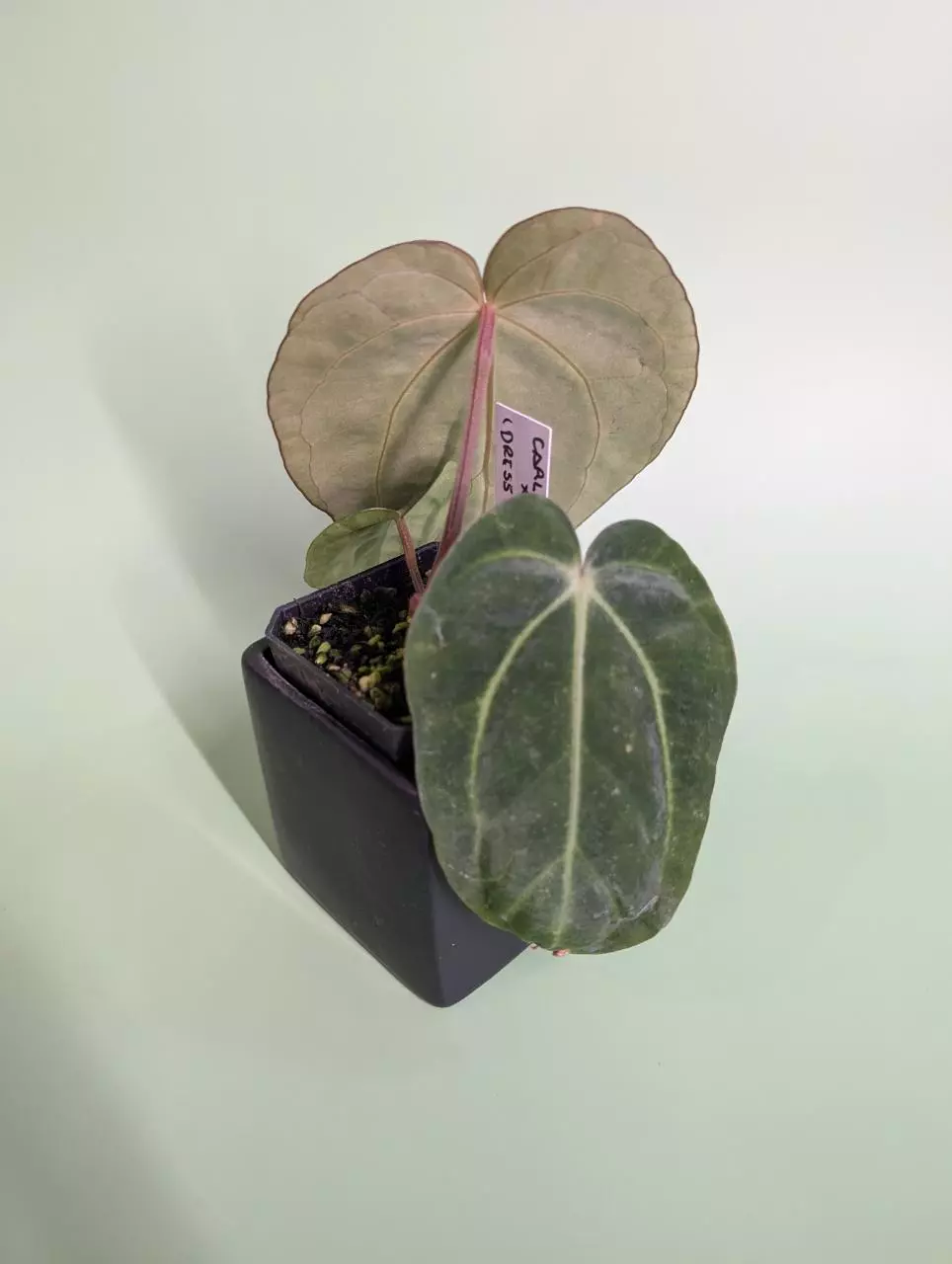 plant/(Carla Round x GPH) x (dress x carla)-1