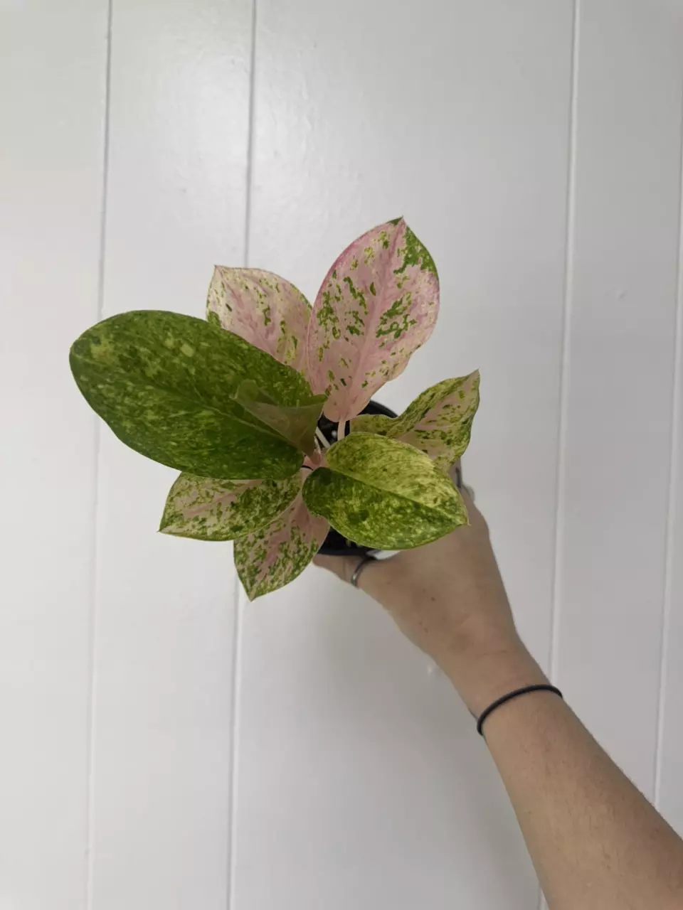 plant/Aglaoenema Pink Emerald-0