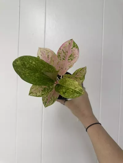 plant/Aglaoenema Pink Emerald-0-thumbnail