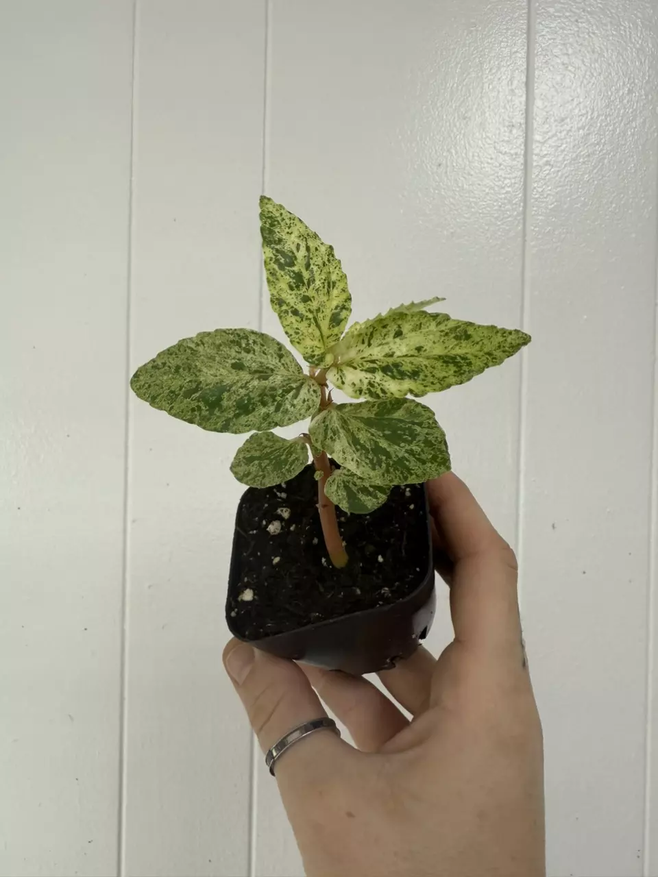 plant/Begonia Peppermint Variegated-0